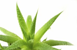 Miraculous benefits of aloe vera for skin and general health